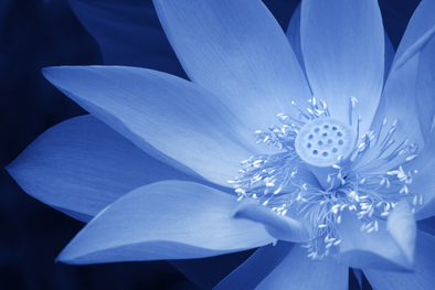 blue lotus benefits
